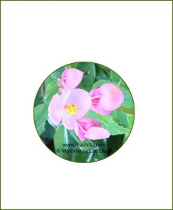Begonia-Grandis_Online-Plant-Nursery