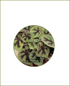 Begonia-Masoniana_Online-Plant-Nursery