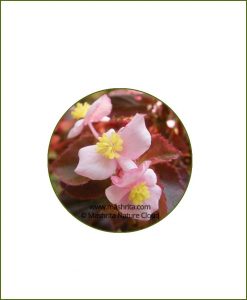 Begonia-Sparreana_Online-Plant-Nursery