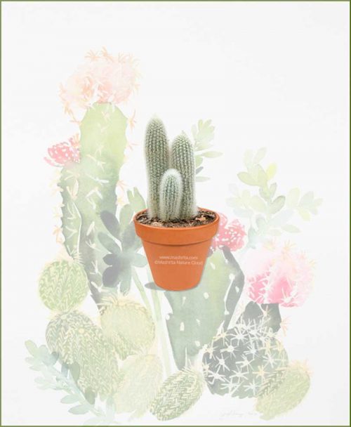 Cleistocactus-Strausii-Online-Plant-Nursery