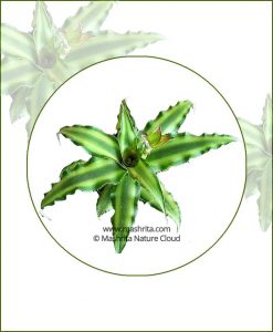 Cryptanthus-Acaulis-Variegata_Online-Plant-Nursery