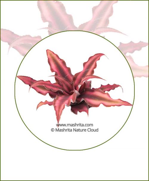 Cryptanthus-Bivittatus-‘Red-Star'-Online-Plant-Nursery