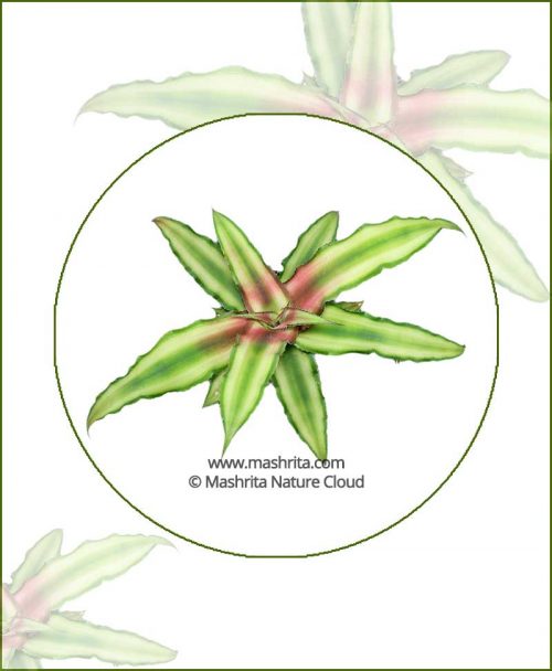Cryptanthus-Bivittatus_Online-Plant-Nursery
