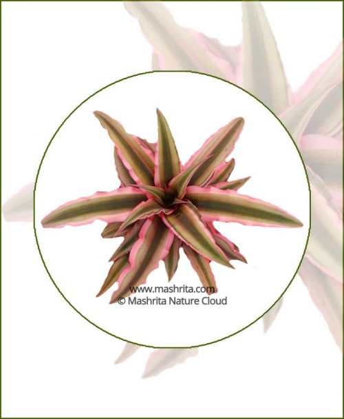 Cryptanthus-Earth-Star-Online-Plant-Nursery