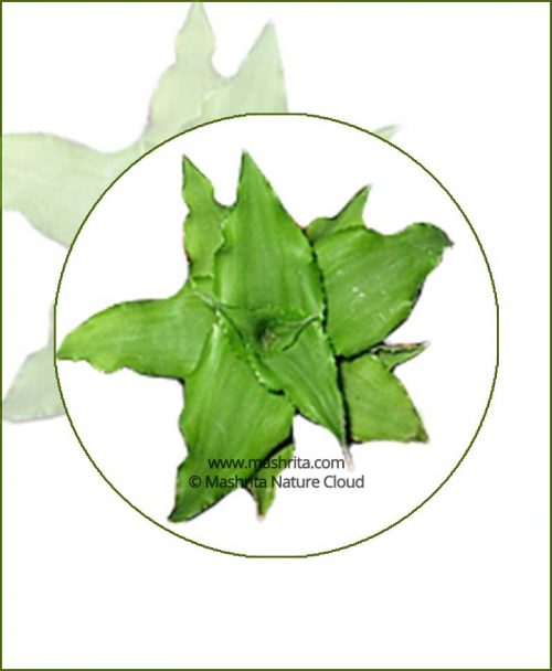 Cryptanthus-Green-Online-Plant-Nursery