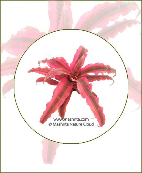 Cryptanthus-Pink-Star-Online-Plant-Nursery