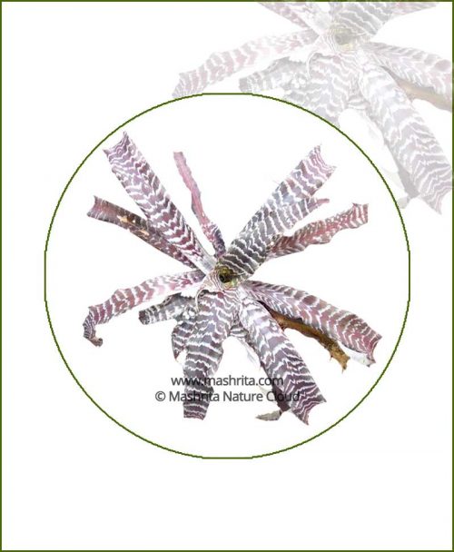Cryptanthus-Zonatus-Online-Plant-Nursery