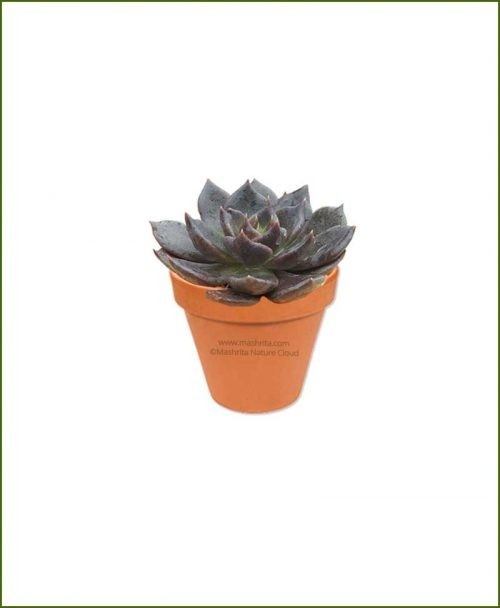 Echeveria-Black-Prince-Online-Plant-Nursery