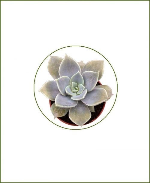 Echeveria-Carnicolor-Online-Plant-Nursery
