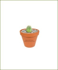 Echinocactus-Grusonii-Long-Schlumbergeras-(Zygocactus-Truncata)-Online-Plant-Nursery