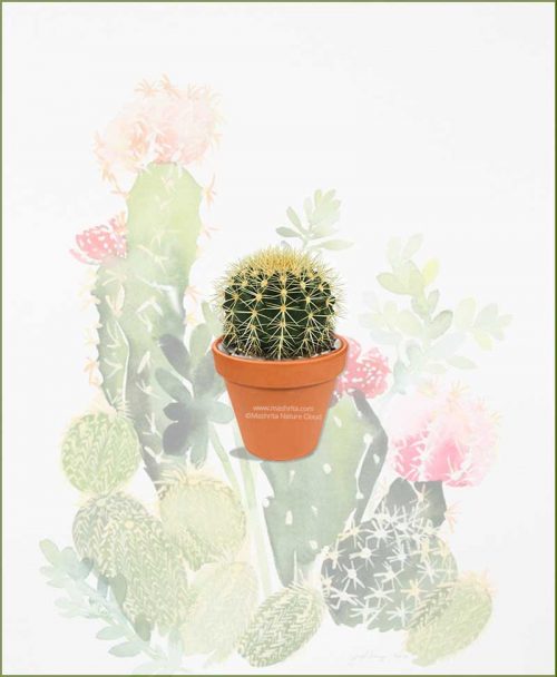 Echinocactus-Grusonii-Schlumbergeras-(Zygocactus-Truncata)-Online-Plant-Nursery