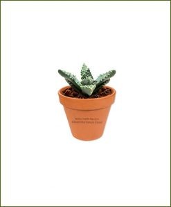 Faucaria-Tigrina-Online-Plant-Nursery