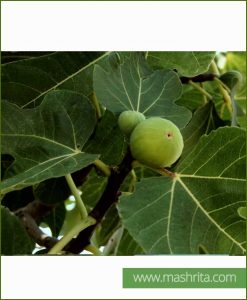 Ficus Carica (Common Fig)