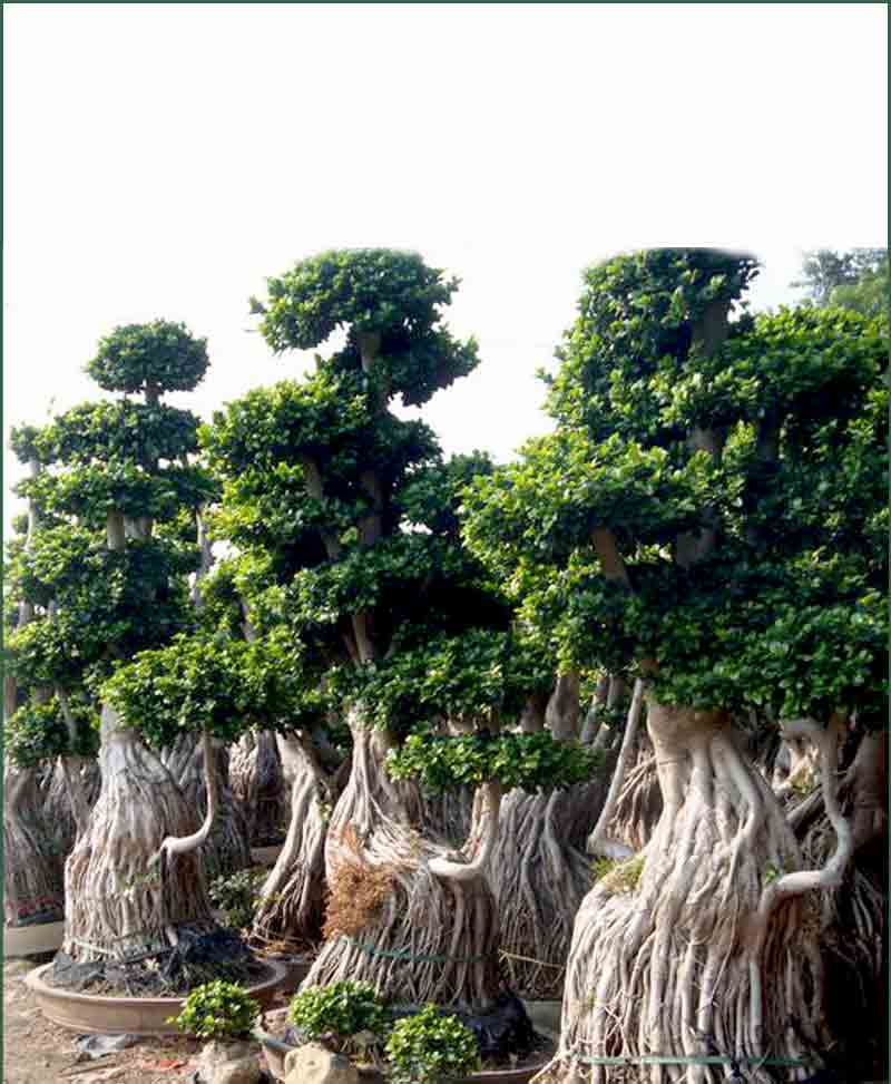 Ficus Microcarpa (Ficus Ginseng) Air Root Large Tree