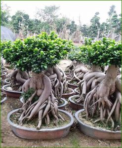 Ficus-Microcarpa-(Ginseng)_6-Kg_Mashrita_Nature_Cloud