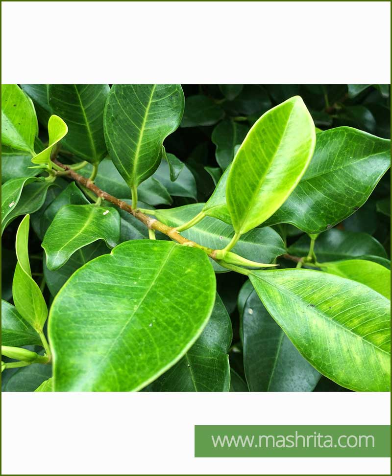 Ficus Nitida (Indian Laurel)