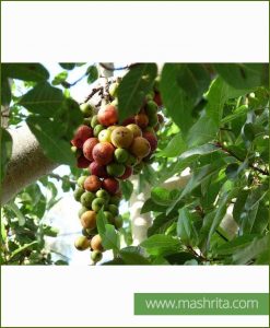 Ficus Racemosa (Medi Ficus - Goolar)