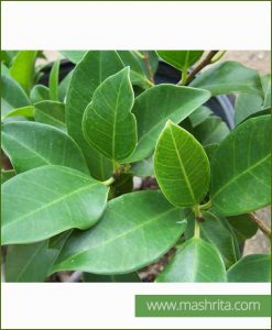 Ficus-Retusa_Mashrita_Online_Nursery