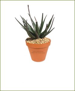 Gastrolea-Midnight-Aloe-Fragilis-Online-Plant-Nursery