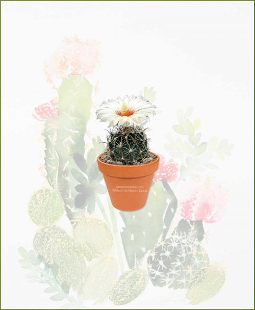 Hamatocactus-Setispinus-Online-Plant-Nursery