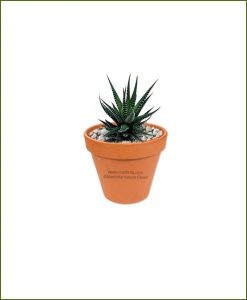 Haworthia-Attenuata-Online-Plant-Nursery