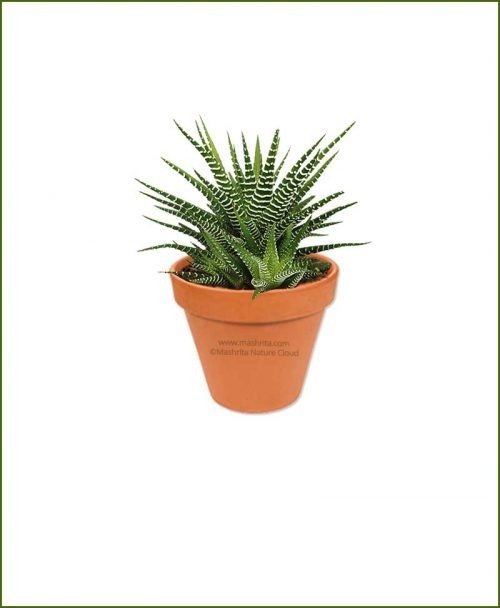 Haworthia-Fasciata-Online-Plant-Nursery