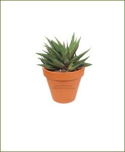 Haworthia-Limifolia-Online-Plant-Nursery