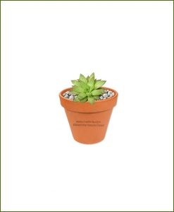 Haworthia-Turgida-Online-Plant-Nursery