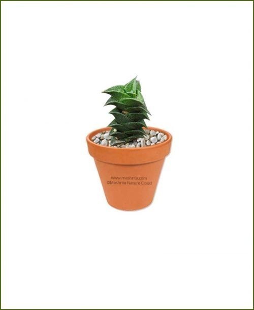Haworthia-Viscosa-Online-Plant-Nursery