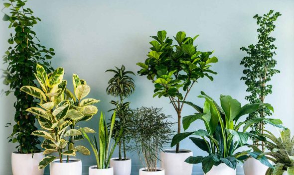How to care indoor plants?