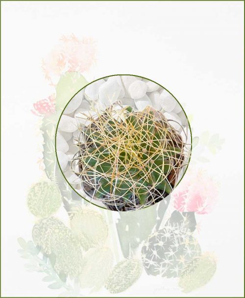 Mammillaria-Camptotricha-Online-Plant-Nursery