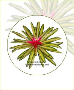 Nidularium-Carolinae-Marechalli-Online-Plant-Nursery
