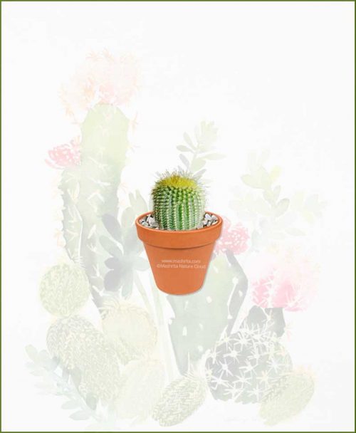 Notocactus-Leninghausii-Online-Plant-Nursery