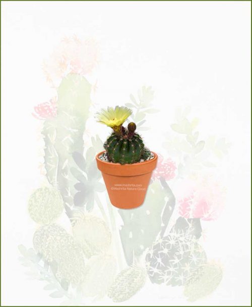 Notocactus-Ottonis-Online-Plant-Nursery