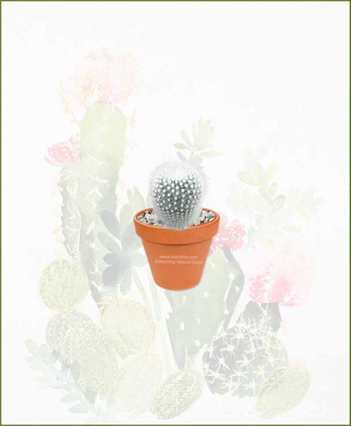 Notocactus-Rudibuenekeri-Albissimo-Online-Plant-Nursery