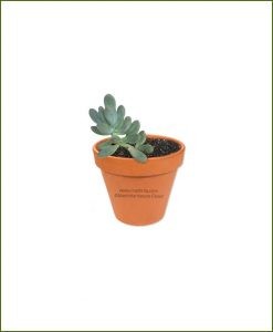 Pachyphytum_oviferum-Online-Plant-Nursery