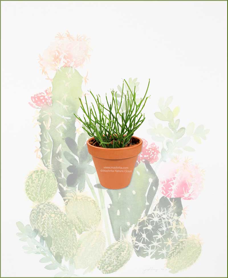 Pencil Cactus (Euphorbia Tirucalli)