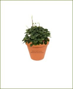 Peperomia-Hederifolia-Online-Plant-Nursery