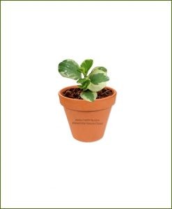 Peperomia-maPeperomia-Argyreia-Online-Plant-Nurserygnoliifolia-Variegata-Online-Plant-Nursery
