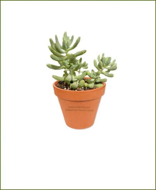 Sedum-Allantoides-Online-Plant-Nursery