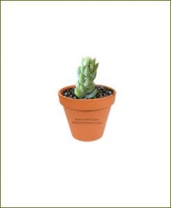 Sedum-Morganianum-Online-Plant-Nursery