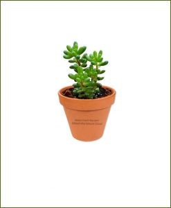 Sedum-Rubrotinctum-Online-Plant-Nursery