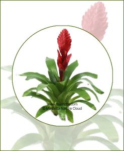 Vriesea-Poelmanii-Online-Plant-Nursery