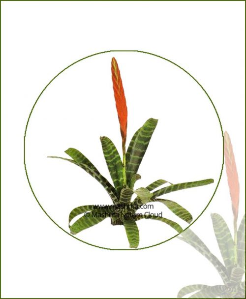 Vriesea-Species-Online-Plant-Nursery