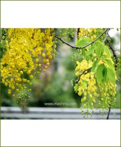 Amaltas - Golden Shower (Cassia Fistula)