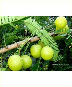 Amla Indian Gooseberry (Phyllanthus Emblica)