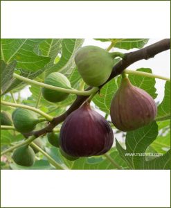 Anjeer-Common-Fig-(Ficus-Carica)_Mashrita_Nature_Cloud