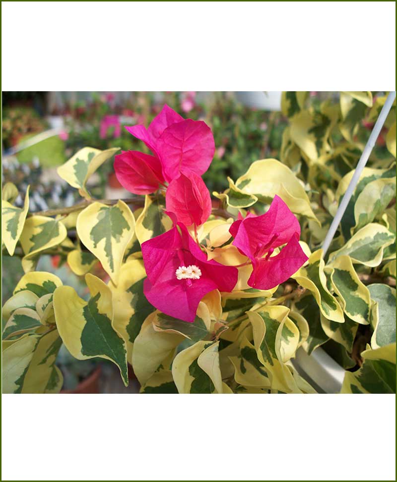 Bougainvillea Variegated Gold