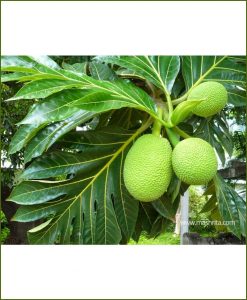 Breadfruit-(Artocarpus-Altilis)_Mashrita_Nature_Cloud