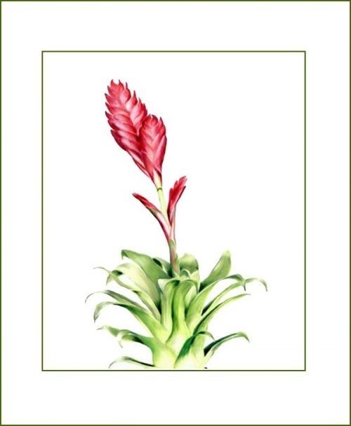 Bromeliad Plants